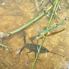 Laccotrephes tristis (Water Scorpion or Toe-biter) at O'Connor, ACT - 29 Oct 2021 by LD12
