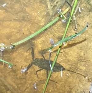 Laccotrephes tristis at O'Connor, ACT - 29 Oct 2021