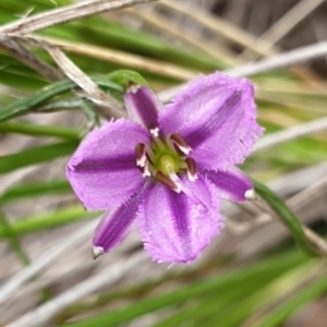 Thysanotus patersonii at Cook, ACT - 29 Oct 2021