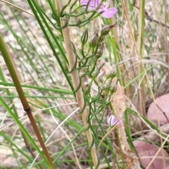 Thysanotus patersonii at Cook, ACT - 29 Oct 2021 09:34 AM