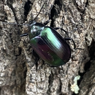 Chalcopteroides columbinus (Rainbow darkling beetle) at Jerrabomberra, NSW - 28 Oct 2021 by Steve_Bok