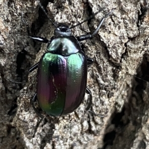 Chalcopteroides columbinus at Jerrabomberra, NSW - 28 Oct 2021