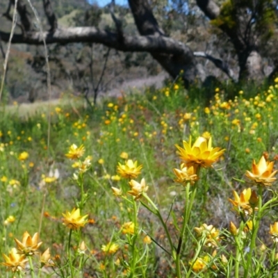 Xerochrysum viscosum (Sticky Everlasting) at Theodore, ACT - 29 Oct 2021 by MB