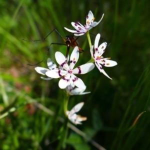 Wurmbea dioica subsp. dioica at Theodore, ACT - 29 Oct 2021