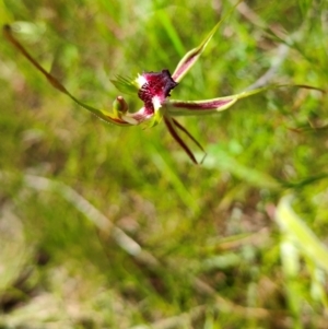 Caladenia parva at Tennent, ACT - suppressed