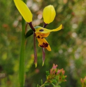 Diuris sulphurea at Tennent, ACT - 29 Oct 2021