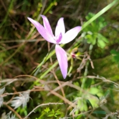 Glossodia major (Wax Lip Orchid) at Tennent, ACT - 29 Oct 2021 by Nugent