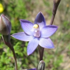 Thelymitra sp. (A Sun Orchid) at Point 5204 - 27 Oct 2021 by Christine