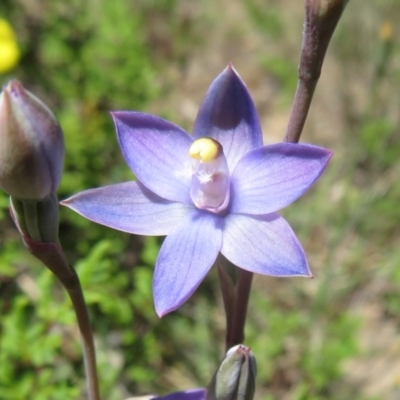 Thelymitra sp. (A Sun Orchid) at Point 5204 - 27 Oct 2021 by Christine