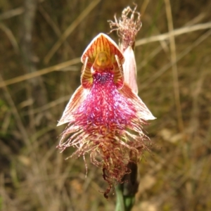 Calochilus platychilus at Point 5204 - suppressed