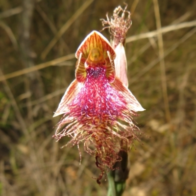 Calochilus platychilus (Purple Beard Orchid) at Point 5204 - 27 Oct 2021 by Christine