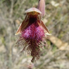 Calochilus platychilus at Point 5204 - suppressed