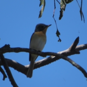 Myiagra rubecula at Molonglo Valley, ACT - 27 Oct 2021