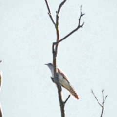 Cacomantis pallidus (Pallid Cuckoo) at Holt, ACT - 30 Oct 2021 by wombey