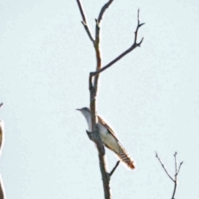 Cacomantis pallidus (Pallid Cuckoo) at Holt, ACT - 29 Oct 2021 by wombey