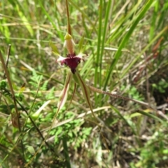 Caladenia atrovespa (Green-comb Spider Orchid) at Point 5204 - 27 Oct 2021 by Christine