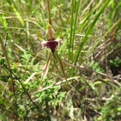 Caladenia atrovespa (Green-comb Spider Orchid) at Point 5204 - 27 Oct 2021 by Christine