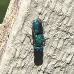 Chrysididae (family) (Cuckoo wasp or Emerald wasp) at Belconnen, ACT - 29 Oct 2021 by Dora