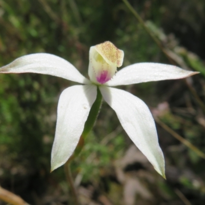 Caladenia moschata (Musky Caps) at Point 5204 - 27 Oct 2021 by Christine