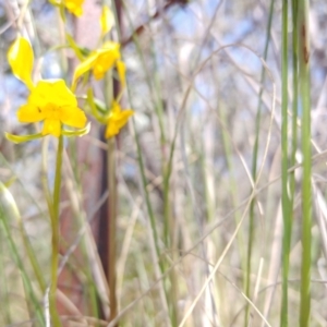 Diuris sp. at Tralee, NSW - 30 Oct 2021