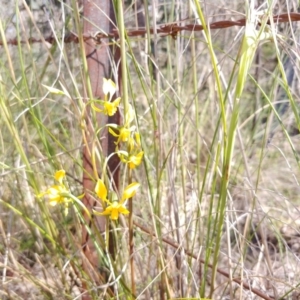 Diuris sp. at Tralee, NSW - 30 Oct 2021