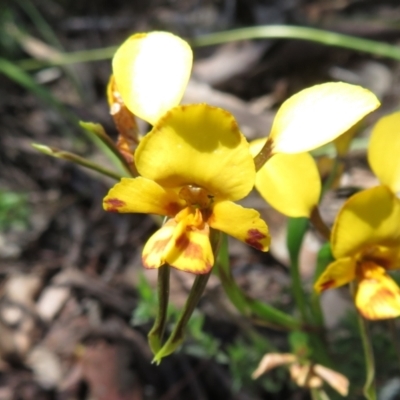 Diuris sp. (A Donkey Orchid) at Point 5204 - 27 Oct 2021 by Christine