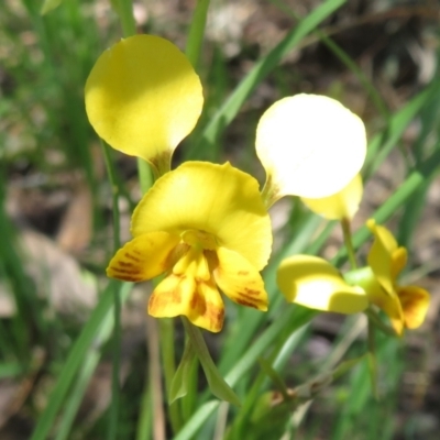 Diuris semilunulata (Late Leopard Orchid) at Molonglo Valley, ACT - 27 Oct 2021 by Christine