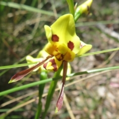 Diuris sulphurea (Tiger Orchid) at Point 5204 - 27 Oct 2021 by Christine