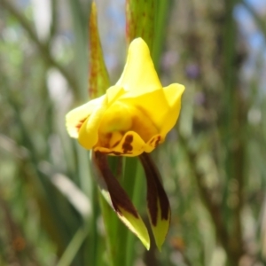 Diuris sulphurea at Point 5204 - suppressed