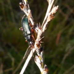 Lepturidea sp. (genus) (Comb-clawed beetle) at Boro, NSW - 28 Oct 2021 by Paul4K