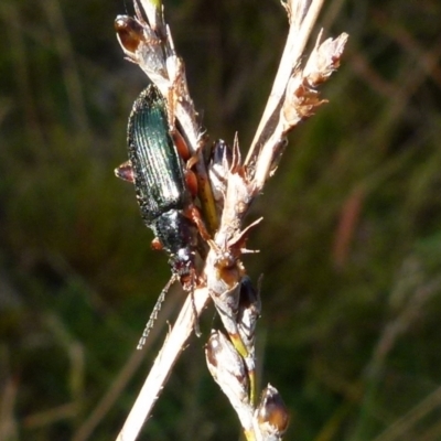 Lepturidea sp. (genus) (Comb-clawed beetle) at Boro, NSW - 27 Oct 2021 by Paul4K