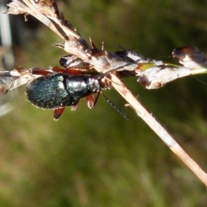 Lepturidea sp. (genus) at Boro, NSW - suppressed