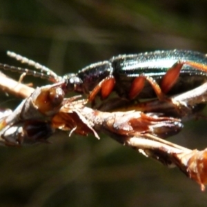 Lepturidea sp. (genus) at Boro, NSW - suppressed