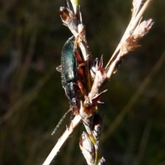 Lepturidea sp. (genus) at Boro, NSW - suppressed