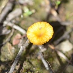 Lichenomphalia chromacea (Yellow Navel) at Wamboin, NSW - 21 Nov 2020 by natureguy