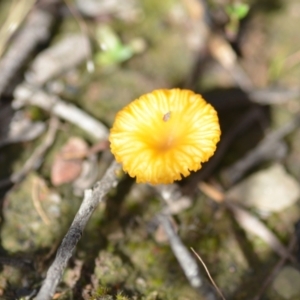 Lichenomphalia chromacea at Wamboin, NSW - 21 Nov 2020