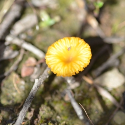 Lichenomphalia chromacea (Yellow Navel) at Wamboin, NSW - 21 Nov 2020 by natureguy