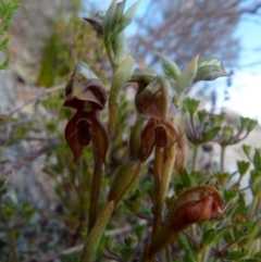 Oligochaetochilus squamatus (Southern Rustyhood) at Boro, NSW - 27 Oct 2021 by Paul4K