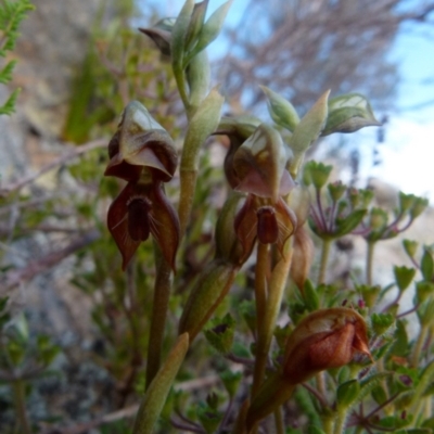 Oligochaetochilus squamatus (Southern Rustyhood) at Boro - 27 Oct 2021 by Paul4K