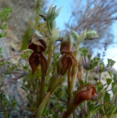 Oligochaetochilus squamatus at Boro, NSW - suppressed