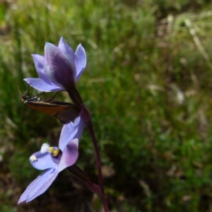 Philobota undescribed species near arabella at Boro, NSW - suppressed