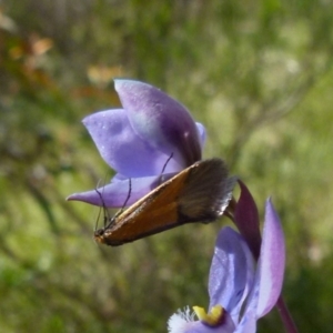 Philobota undescribed species near arabella at Boro, NSW - suppressed