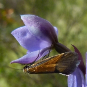 Philobota undescribed species near arabella at Boro, NSW - suppressed