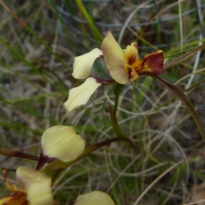 Diuris sp. (hybrid) at Boro, NSW - suppressed