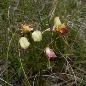 Diuris sp. (hybrid) at Boro, NSW - 28 Oct 2021