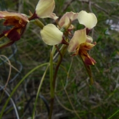 Diuris sp. (hybrid) at Boro, NSW - 28 Oct 2021