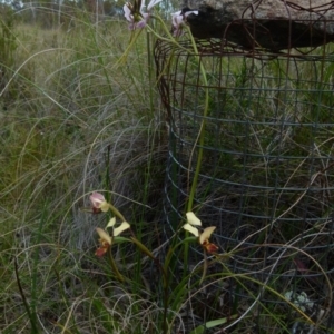 Diuris sp. (hybrid) at Boro, NSW - suppressed