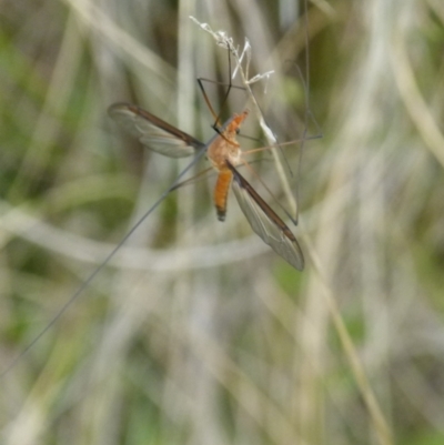 Leptotarsus (Macromastix) costalis (Common Brown Crane Fly) at Boro, NSW - 28 Oct 2021 by Paul4K