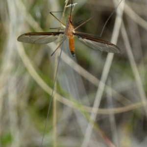 Leptotarsus (Macromastix) costalis at Boro, NSW - 28 Oct 2021