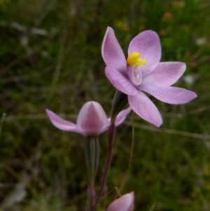 Thelymitra rubra at Boro, NSW - 28 Oct 2021